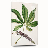 Antique Botanical Plant Print - Sarah Featon Realism Nature Art Decor