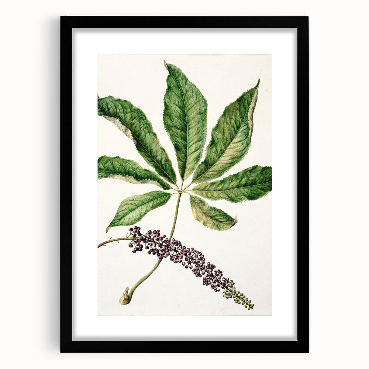 Antique Botanical Plant Print - Sarah Featon Realism Nature Art Decor