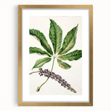 Antique Botanical Plant Print - Sarah Featon Realism Nature Art Decor