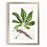Antique Botanical Plant Print - Sarah Featon Realism Nature Art Decor