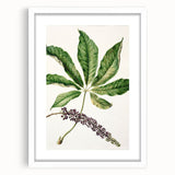 Antique Botanical Plant Print - Sarah Featon Realism Nature Art Decor