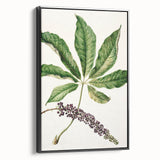 Antique Botanical Plant Print - Sarah Featon Realism Nature Art Decor