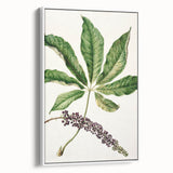 Antique Botanical Plant Print - Sarah Featon Realism Nature Art Decor