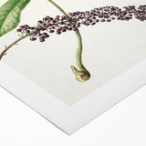 Antique Botanical Plant Print - Sarah Featon Realism Nature Art Decor
