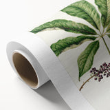 Antique Botanical Plant Print - Sarah Featon Realism Nature Art Decor