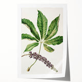 Antique Botanical Plant Print - Sarah Featon Realism Nature Art Decor