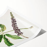 Antique Botanical Plant Print - Sarah Featon Realism Nature Art Decor