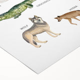 Carnivores Kids Educational Wall Art - Learning Poster for Classrooms