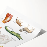 Carnivores Kids Educational Wall Art - Learning Poster for Classrooms