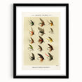 Trout Flies Illustration Print - Mary Orvis Marbury Realism Fly Fishing Art
