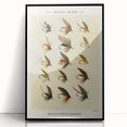 Trout Flies Illustration Print - Mary Orvis Marbury Realism Fly Fishing Art