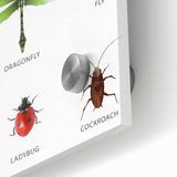 Insects Kids Educational Wall Art - Learning Poster for Classrooms