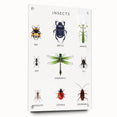 Insects Kids Educational Wall Art - Learning Poster for Classrooms