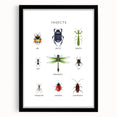 Insects Kids Educational Wall Art - Learning Poster for Classrooms
