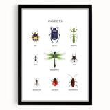 Insects Kids Educational Wall Art - Learning Poster for Classrooms