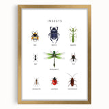 Insects Kids Educational Wall Art - Learning Poster for Classrooms