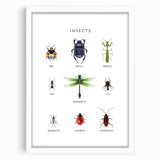 Insects Kids Educational Wall Art - Learning Poster for Classrooms