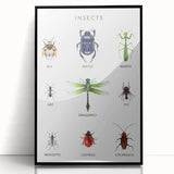 Insects Kids Educational Wall Art - Learning Poster for Classrooms