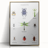 Insects Kids Educational Wall Art - Learning Poster for Classrooms