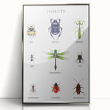 Insects Kids Educational Wall Art - Learning Poster for Classrooms