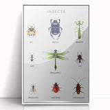 Insects Kids Educational Wall Art - Learning Poster for Classrooms