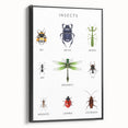 Insects Kids Educational Wall Art - Learning Poster for Classrooms