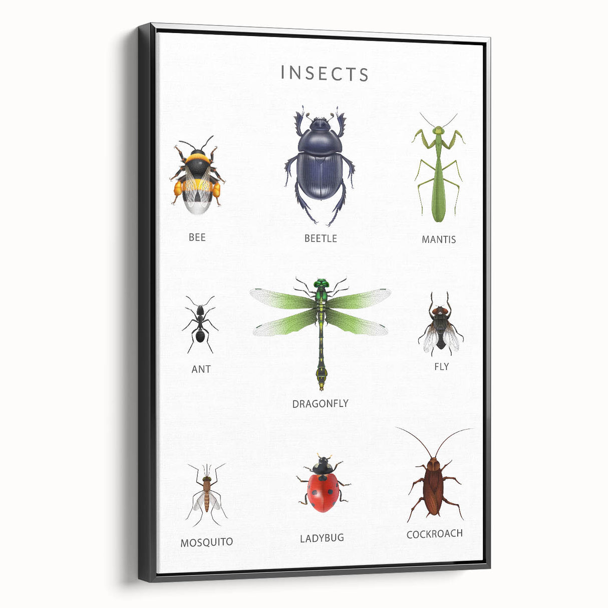 Insects Kids Educational Wall Art - Learning Poster for Classrooms