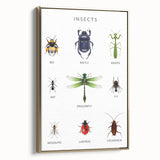Insects Kids Educational Wall Art - Learning Poster for Classrooms