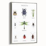 Insects Kids Educational Wall Art - Learning Poster for Classrooms