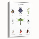 Insects Kids Educational Wall Art - Learning Poster for Classrooms