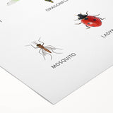Insects Kids Educational Wall Art - Learning Poster for Classrooms