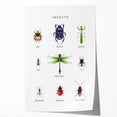 Insects Kids Educational Wall Art - Learning Poster for Classrooms