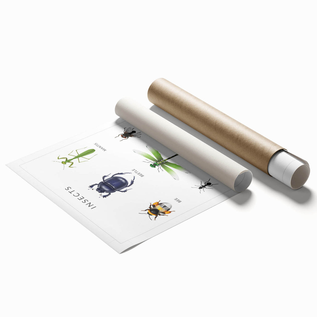 Insects Kids Educational Wall Art - Learning Poster for Classrooms