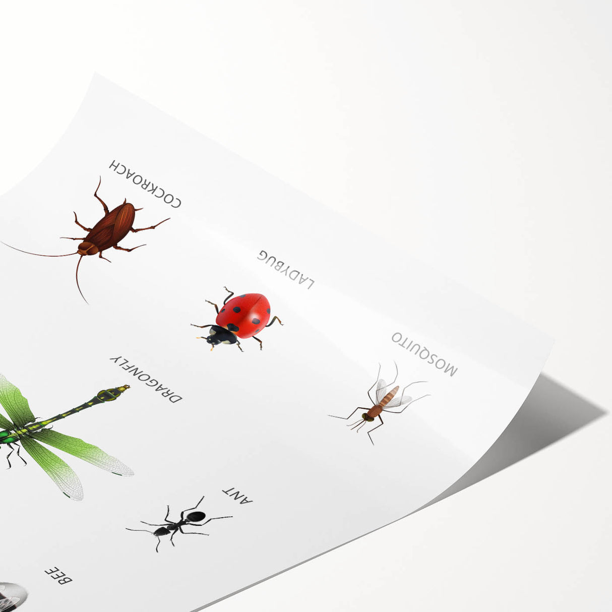 Insects Kids Educational Wall Art - Learning Poster for Classrooms