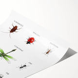 Insects Kids Educational Wall Art - Learning Poster for Classrooms