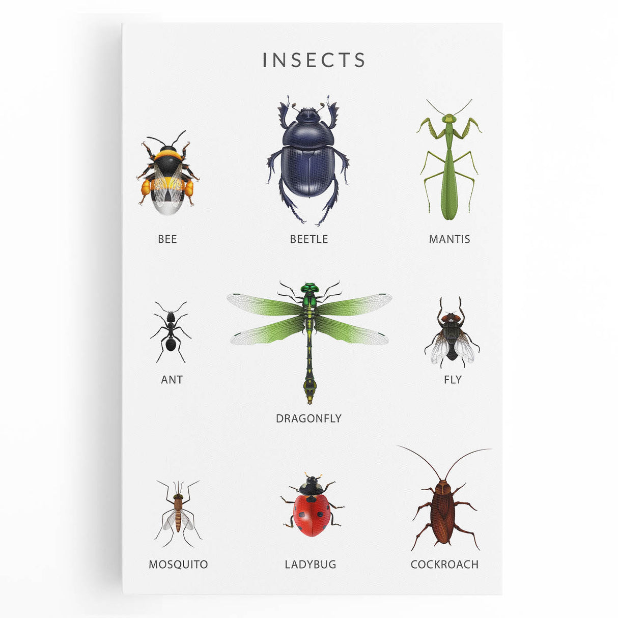 Insects Kids Educational Wall Art - Learning Poster for Classrooms