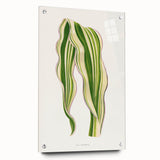 Historical Romanticism Canvas: Green Zea Japonica - Classic Art Prints