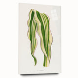 Historical Romanticism Canvas: Green Zea Japonica - Classic Art Prints