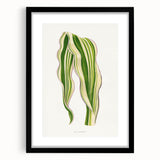 Historical Romanticism Canvas: Green Zea Japonica - Classic Art Prints