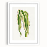 Historical Romanticism Canvas: Green Zea Japonica - Classic Art Prints