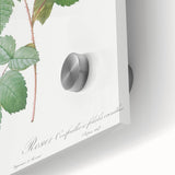 Neoclassical Crenate Cabbage Rose Print - Botanical Art by Redouté