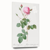 Neoclassical Crenate Cabbage Rose Print - Botanical Art by Redouté