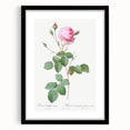 Neoclassical Crenate Cabbage Rose Print - Botanical Art by Redouté