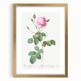 Neoclassical Crenate Cabbage Rose Print - Botanical Art by Redouté