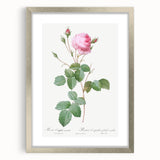 Neoclassical Crenate Cabbage Rose Print - Botanical Art by Redouté