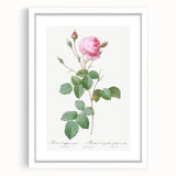 Neoclassical Crenate Cabbage Rose Print - Botanical Art by Redouté