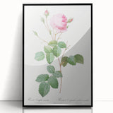 Neoclassical Crenate Cabbage Rose Print - Botanical Art by Redouté