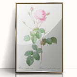 Neoclassical Crenate Cabbage Rose Print - Botanical Art by Redouté