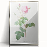 Neoclassical Crenate Cabbage Rose Print - Botanical Art by Redouté