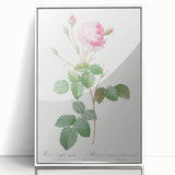 Neoclassical Crenate Cabbage Rose Print - Botanical Art by Redouté
